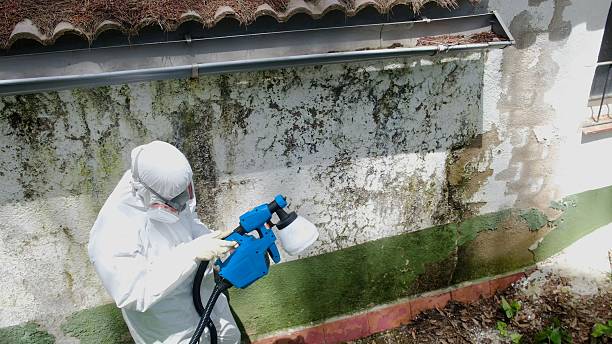 Trusted Commercial Mold Remediation service in Western Springs, IL - Cheap Mold Removal